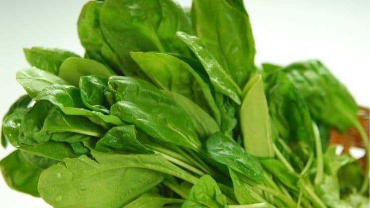 Spinach Allergy in Children? Spinach Allergy Vs Intolerance Symptoms