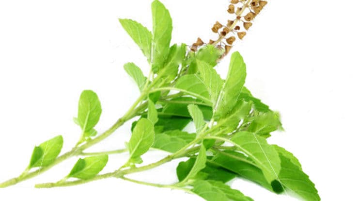 Tulsi, Haldi, Methi Dana Uses & Health Benefits for Child & family