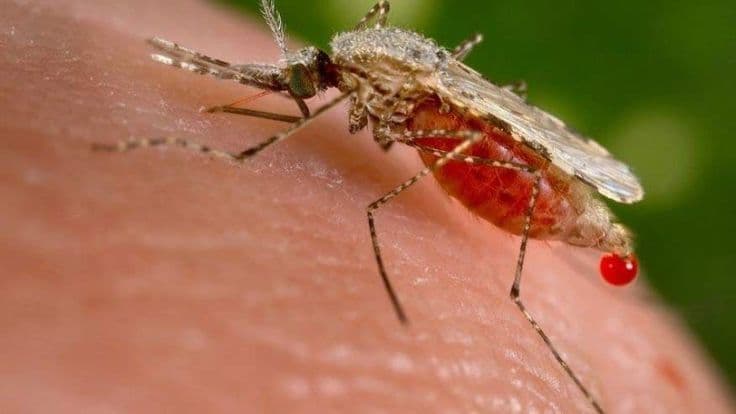 Zika Virus Symptoms, Treatment and Prevention Tips