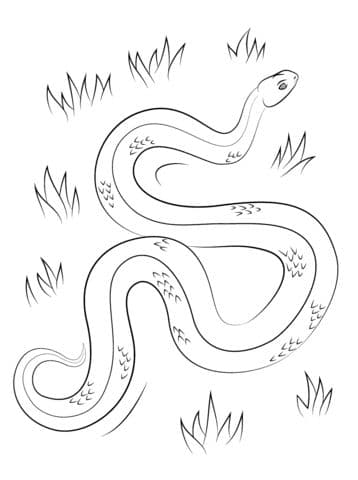 adder coloring pages