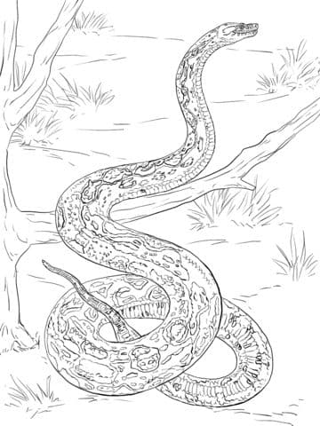 Boa constrictor
