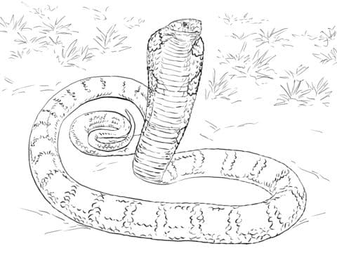 realistic king cobra coloring pages