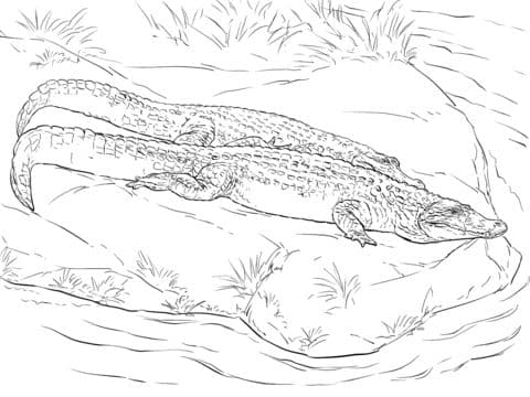 two black caimans coloring pages