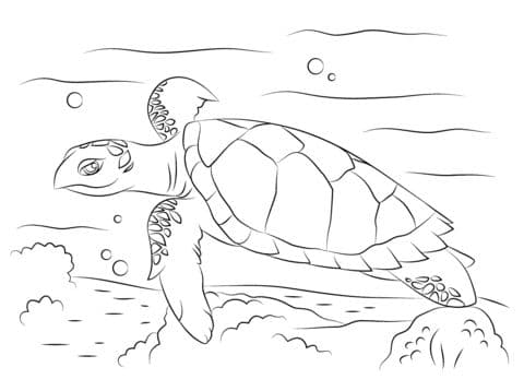 Sea Turtle