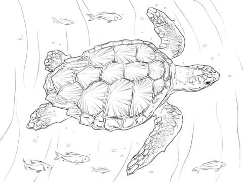 Loggerhead Turtle