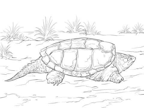 Common Turtle